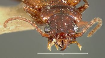 Media type: image;   Entomology 16291 Aspect: head frontal view